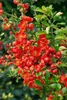 Chaenomeles japonica 'Cido', Zierquitte, gelb, 40–60 cm Produktbild-Vorschau 7