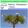 SAFLAX - Garden to go - Madagaskar - Palma - 10 Nasiona - Z Podgląd zdjęcia produktu 10