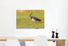 MuchoWow® Poster Vogel - Gras - Natur - Tiere - Kiebitz Produktbild-Vorschau 5