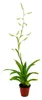 Trio de mini-broméliacées - lot de 3 plantes aux Voir les images du produit 2