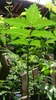 Neem (Azadirachta indica)  - 5 Samen Produktbild-Vorschau 4