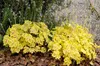 Stauden Gänge 3 x Heucherella Hybride 'Solar Power' im 1 Produktbild-Vorschau 3