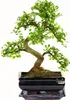 Bonsai Baum mit Keramik Blumentopf - Ligustrum, Ficus, Produktbild-Vorschau 1