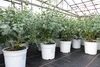 2 Stück Eucalyptus Gunni Gunnii Busch Kugel Eukalyptusbaum, Produktbild-Vorschau 6