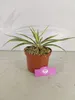 Yucca filamentosa 'Color Guard' – Palmlilie – ±30 cm hoch – Produktbild-Vorschau 2