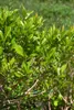 Ilex verticillata, Winterbeere, 60–80 cm, leuchtend rote Produktbild-Vorschau 11