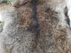 Muflon  Wildschaf Muffelwild Fell gegerbt Larp Deko ÖKO  Produktbild-Vorschau 7