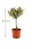 Olivenbaum Stämmchen 50–60 cm – Mediterrane Olivenpflanze Produktbild-Vorschau 4