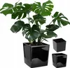 A large green plant in a black square pot, with two smaller black square pots to the right. Produktbild-Vorschau