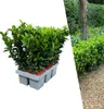 Plants by Frank | 6 Plantes de fusain vert | Euonymus Voir les images du produit 1