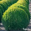Lavamehl aus Eifeler Urgestein (20 kg - Für 200 m2)- Produktbild-Vorschau 5