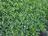 50 Stück, Topf 9cm, Bodendecker Vinca minor Produktbild-Vorschau 3