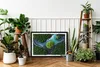 Moosbild mit Echtem Isländisch Moos - 60x40 cm - Schwarzer Produktbild-Vorschau 5