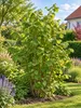 Orešník lieskalý (Corylus avellana) odroda „Lange Spaanse“. Náhľad obrázku produktu 3