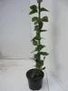Jasminum Sambac - Arabischer Jasmin Sambac - 60-100cm Produktbild-Vorschau 3