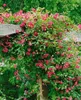 Clematis viticella, Italienische Waldrebe, 60–100 cm, Produktbild-Vorschau 12
