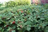 A close-up view of a low-growing plant with small green leaves and red berries, with other plants in the background. Produktbild-Vorschau