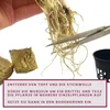 Terrarium Pflanze Acorus gramis Paludarium Regenwald Produktbild-Vorschau 4