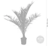 Bloomique - Zestaw 2 sztuk - Phoenix Canariensis - Palma Podgląd zdjęcia produktu 3