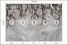 Muralo Vlies Fototapete tropische BLÄTTER Natur Beton Optik Produktbild-Vorschau 3