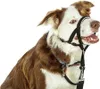 A brown and white dog wearing a black head halter against a white background. Anteprima dell’immagine prodotto