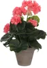 Géranium Artificiel Saumon Beauté Florale éternelle Sans Voir les images du produit 1