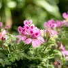 Anti-Moskito-Pflanze - 3 Stk - Pelargonium Pink Capitatum - Produktbild-Vorschau 3