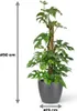Monstera Minima am Moosstab 90cm Fensterblatt Zimmerpflanze Produktbild-Vorschau 5