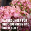 COMPO  Rhododendron und Hortensien Langzeit-Dünger mit Produktbild-Vorschau 7