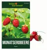 Monatserdbeeren Rügen Samen - Fragaria vesca - Erdbeersamen Produktbild-Vorschau 1