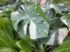 Monstera Thai Constellation 50-60 cm białe nakrapiane Podgląd zdjęcia produktu 3