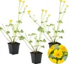 Bloomique - Zestaw 3 szt. - Caltha palustris - Kaczeńce Podgląd zdjęcia produktu 1