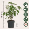 A potted plant with a ruler indicating its height and icons representing care instructions. Podgląd zdjęcia produktu