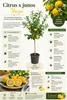 Yuzu Zitrone (Citrus junos) XXL, 130–160 cm. Japońska Podgląd zdjęcia produktu 2