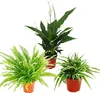 Trio de plantes d'intérieur "Purificateur d'air" - Set de Voir les images du produit 1