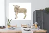 MuchoWow® Poster Schaf - Wolle - Lamm 160x120 cm - Foto Produktbild-Vorschau 3