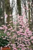 Prunus subhirtella 'Accolade', Zierkirsche, rosa Blüten, Produktbild-Vorschau 12