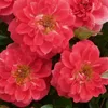 GreenboutiQ - Kletterrose - Rosa Salmon Queen - Blüte Produktbild-Vorschau 4
