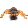 INSEKTEN: Mexican Redknee Tarantula 8 X 8,7 CM Produktbild-Vorschau 6