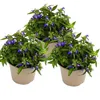 Männertreu hängend - blau - Lobelia richardii - 11cm - Set Produktbild-Vorschau 1