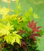 BALDUR Garten 1x Ahorn 3-Farben Festival, Pflanze im 3 Produktbild-Vorschau 2