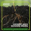 Gelbsenf Gründünger 2 kg Produktbild-Vorschau 5