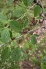 Hamamelis x intermedia 'Ruby Glow', toverhazel, 2-liter pot Productafbeelding-voorbeeld 2