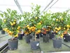 Calamondin Stamm Busch Orange Citrus Mitis 70 - 80 cm Produktbild-Vorschau 7