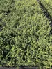 Stauden Gänge 100 x Ilex crenata 'Convexa' - Löffel Ilex - Produktbild-Vorschau 5