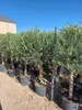 Sunny Tree - Wysokie drzewo oliwne 170 cm wysokości - Olea Podgląd zdjęcia produktu 4