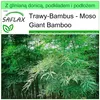 SAFLAX - Garden to go - Moso Giant Bamboo - 20 Nasiona - Z Podgląd zdjęcia produktu 8