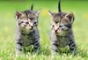 3 D Ansichtskarte Katzen, Katze Postkarte Wackelkarte Produktbild-Vorschau 1