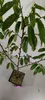 A young chestnut tree in a square pot, photographed against a plain background. Produktbild-Vorschau