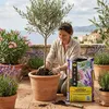 Kik | Erde Für Mittelmeerpflanzen - 20 L - Ideales Ph Produktbild-Vorschau 4
